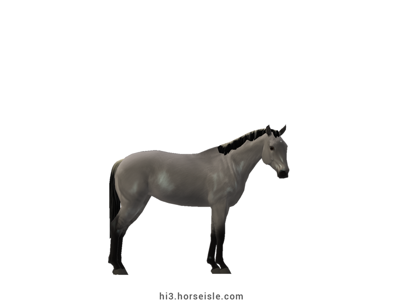 Danish Sport Pony Silvery Slate Grulla Coat
